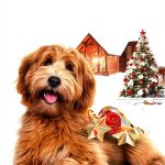 Lakeside Cottage Cozy Mysteries Kindle Book English Series-0